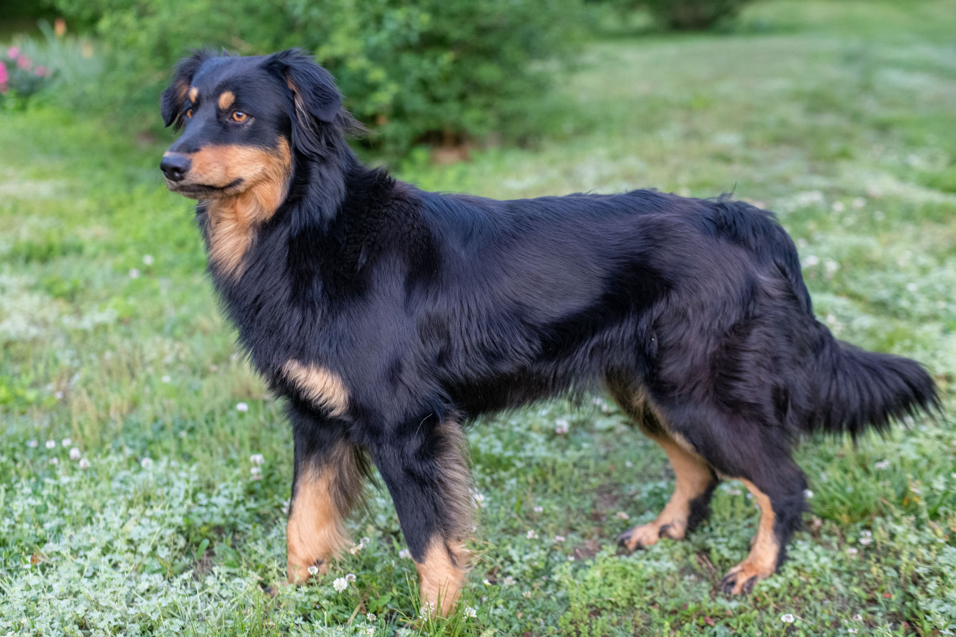 Herding Dogs