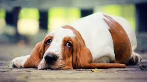 Hound dog with long ears sniffing the ground