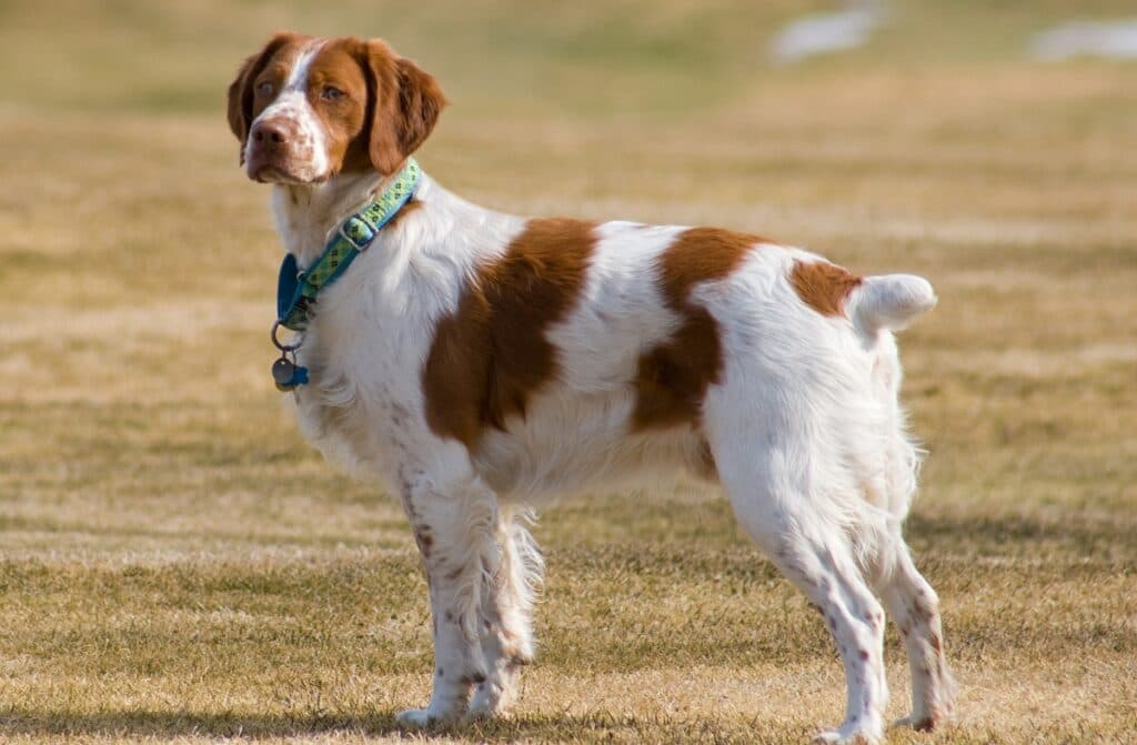 Sporting dog retrieving a duck from water