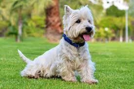 Energetic terrier dog playing outdoors