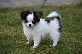 Small toy breed dog sitting in a persons hand