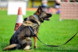 Working dog performing a task