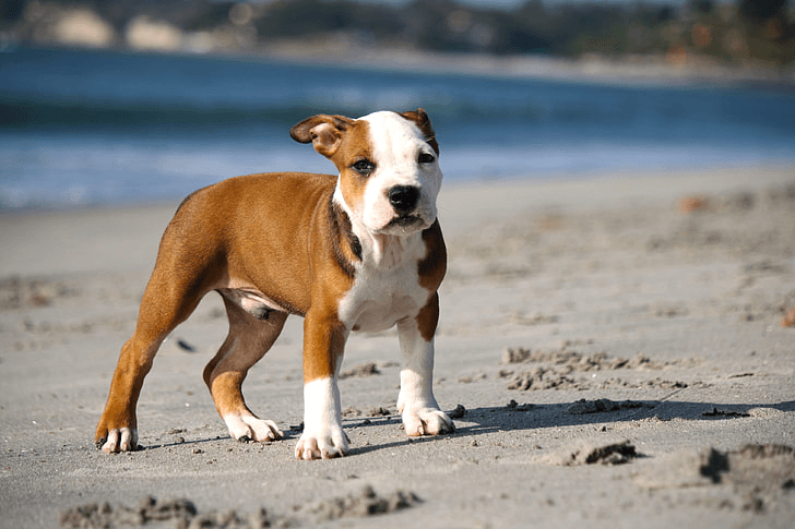 Best Toys for Pit Bulls: Durable Options for Powerful Chewers