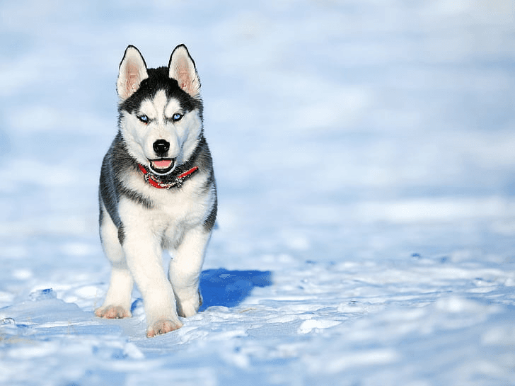 Best Toys for Huskies: Keeping Your Energetic Companion Engaged