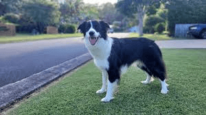 The Ultimate Guide to Border Collies: Care, Training, and Best Toys