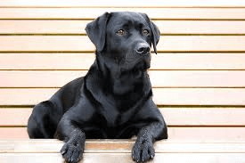 Best Toys for Labrador Retrievers: Keeping Your Energetic Companion Happy