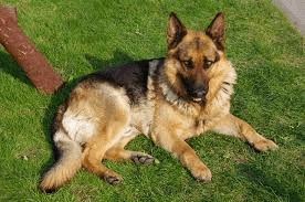 Best Toys for German Shepherds: Keeping Your Canine Companion Engaged