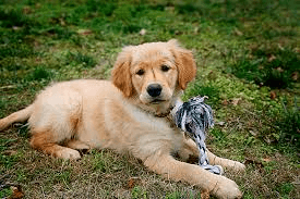 Best Toys for Golden Retrievers: A Comprehensive Review