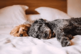 Potty Training Your Puppy at Night: A Comprehensive Guide