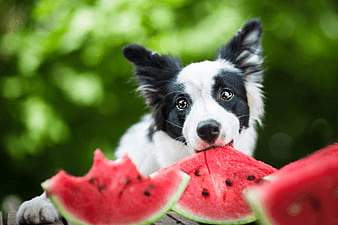 Can Dogs Eat These Fruits?