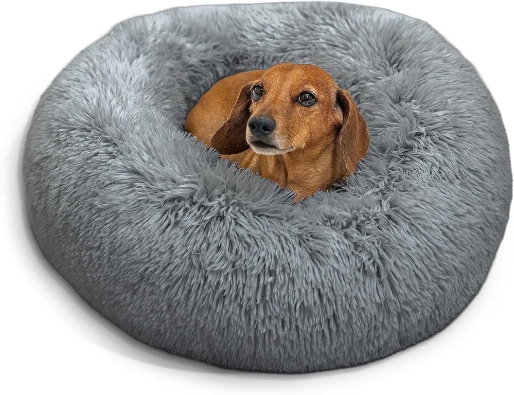 Top 5 Dog Beds for Small Dogs: Comfort and Quality for Your Furry Friend